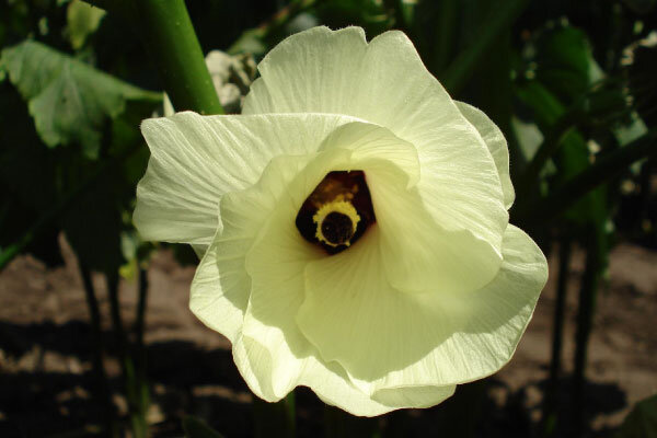 薄クリーム色の花が咲いた後には、うぶ毛に覆われた鮮やかな緑色のオクラの実がなります。