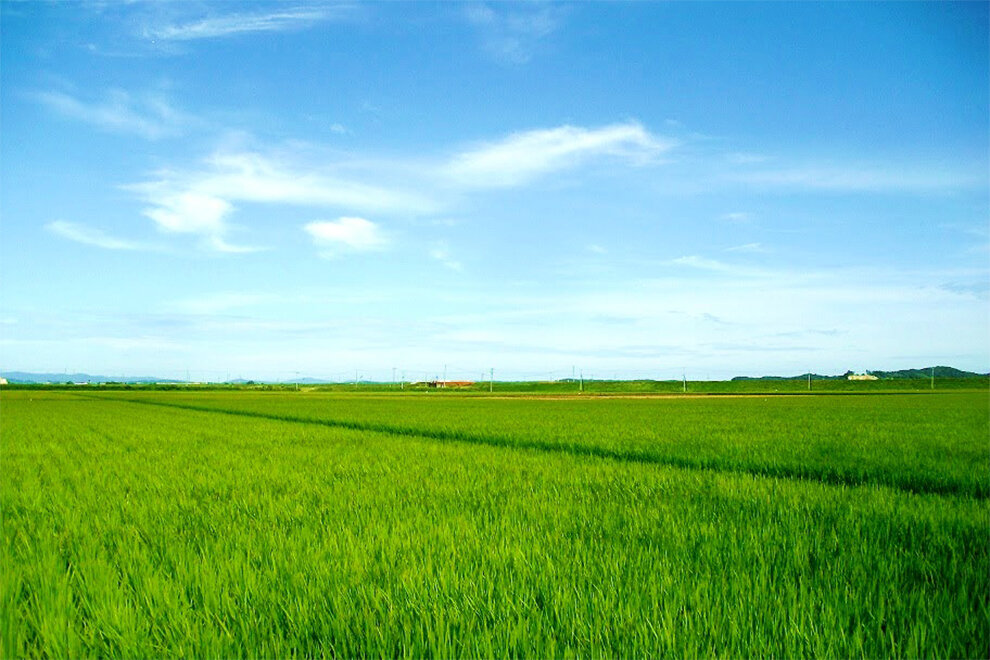 お米の消費を増やして田んぼを守ると「防災」や「環境保全」にも