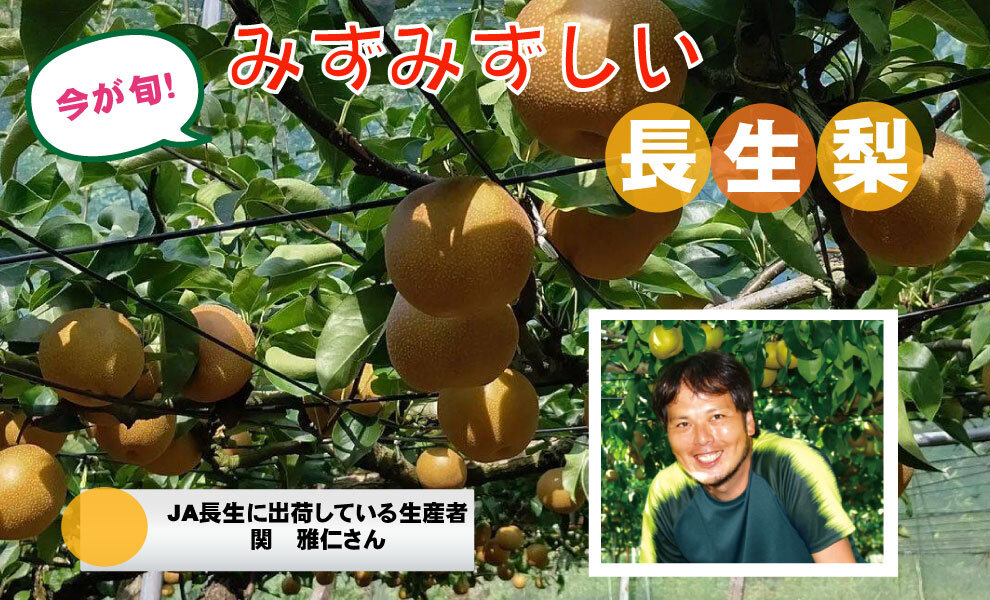 【食育】　千葉県の生産者が育てた自慢の野菜を紹介!（2）長生梨