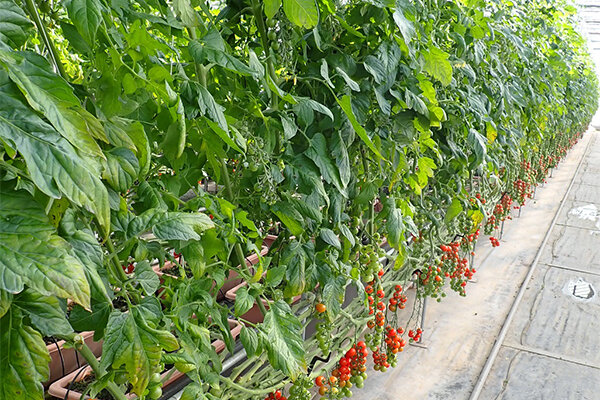 ミニトマト栽培の写真