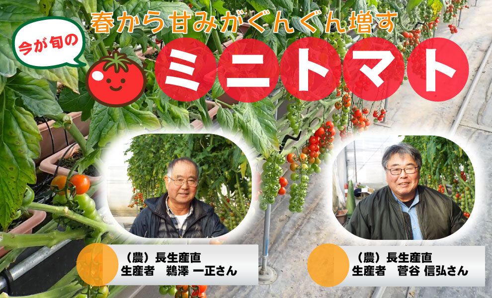 千葉県の生産者が育てた自慢の野菜を紹介!（7）ミニトマト