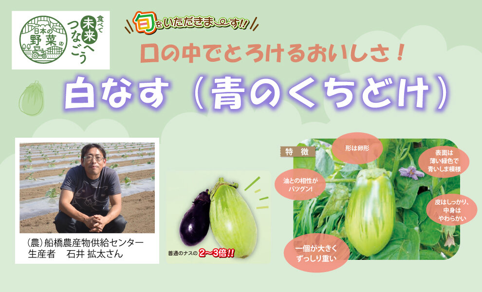 【食育】　千葉県の生産者が育てた自慢の野菜を紹介!白なす（青のくちどけ）