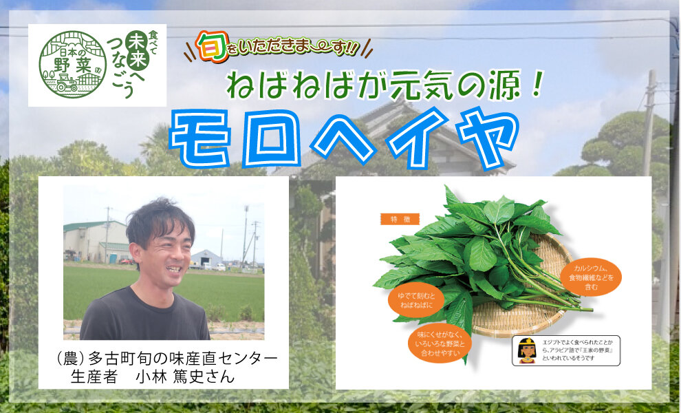 【食育】　千葉県の生産者が育てた自慢の野菜を紹介!モロヘイヤ