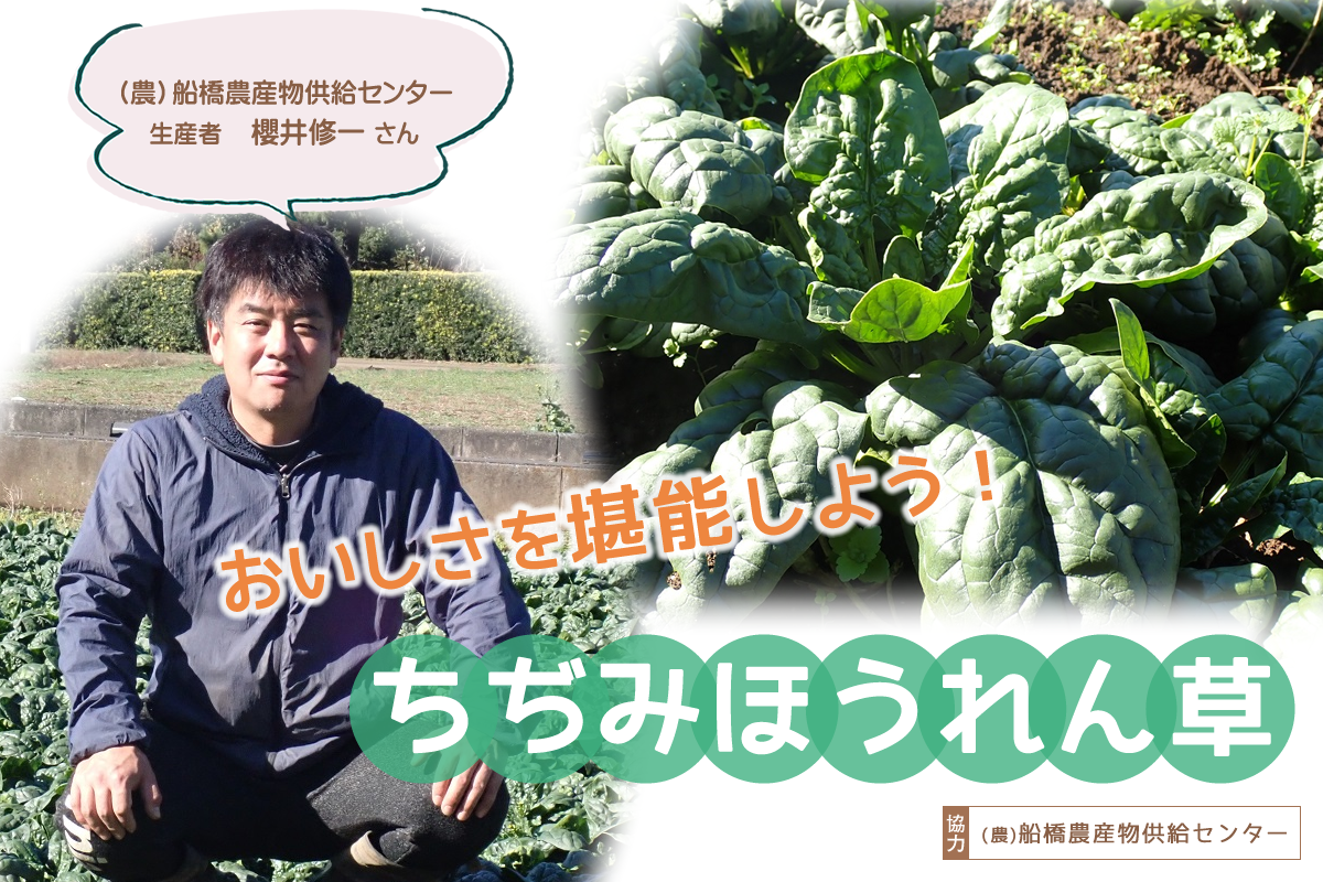 【食育】千葉県の生産者が育てたおいしい野菜を食べよう（６）ちぢみほうれん草