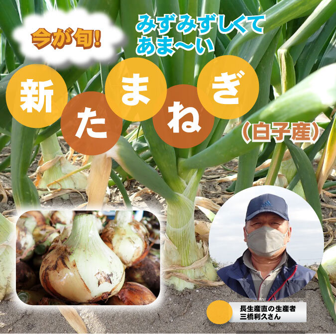 【食育】　千葉県の生産者が育てた自慢の野菜を紹介!（1）新たまねぎ（白子産）