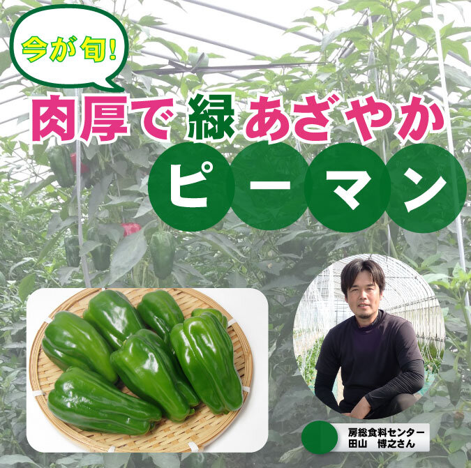 【食育】　千葉県の生産者が育てた自慢の野菜を紹介!（2）ピーマン