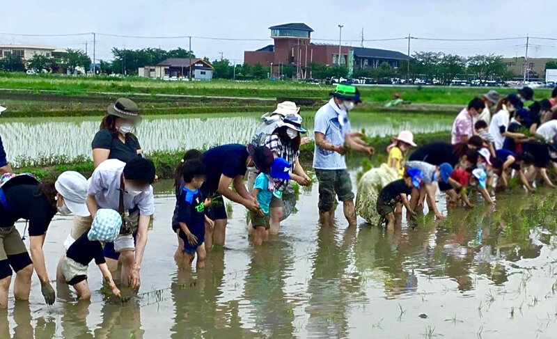 田植え体験の様子