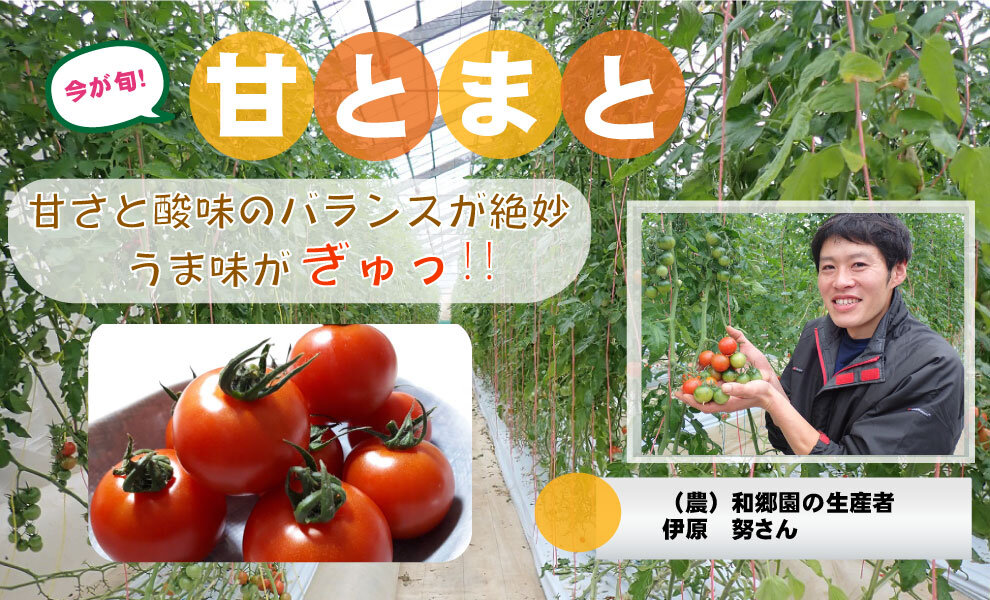 【食育】　千葉県の生産者が育てた自慢の野菜を紹介!（7）甘とまと
