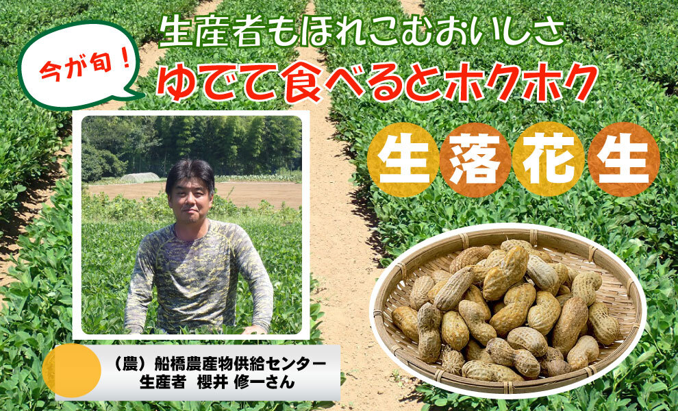 【食育】　千葉県の生産者が育てた自慢の野菜を紹介!（3）生落花生