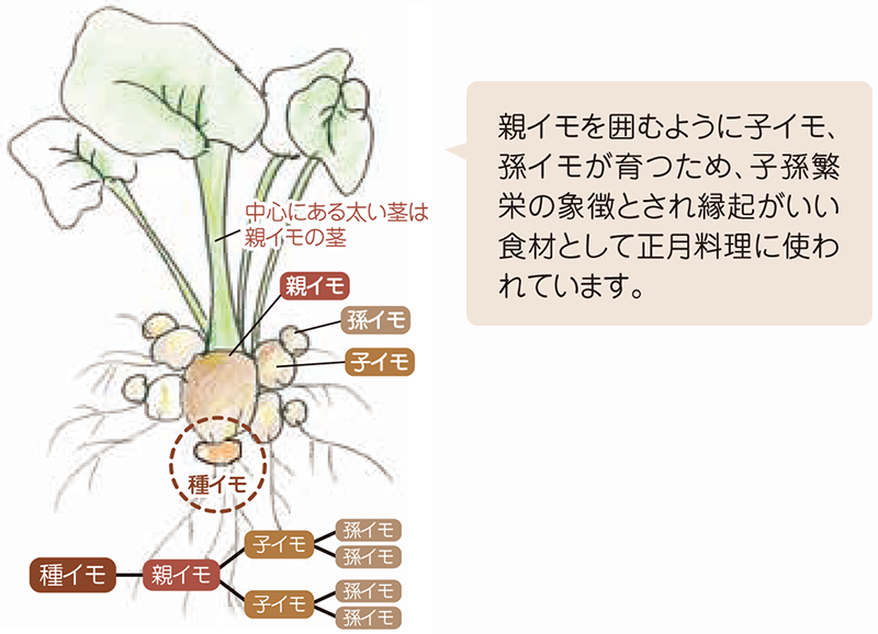 さといもは親イモを囲むように子イモ、孫イモが育つため、子孫繁栄の象徴とされ縁起がいい食材として正月料理に使われています。