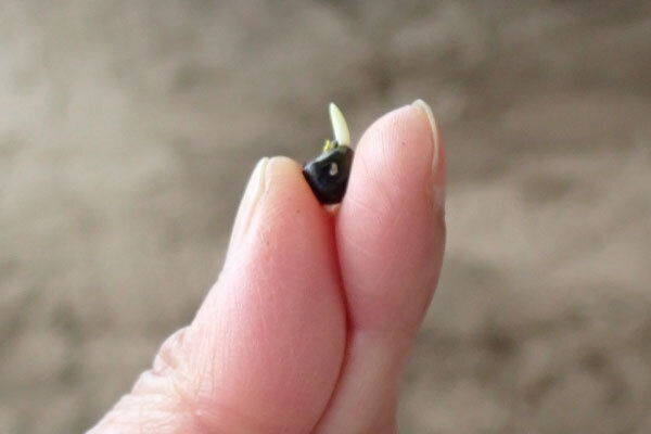 オクラの種から小さな芽が。これを畑にまいていきます