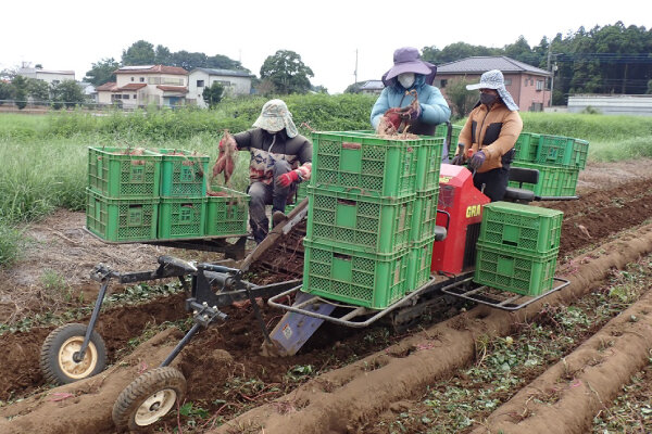 機械でサツマイモを掘り起こしていきます