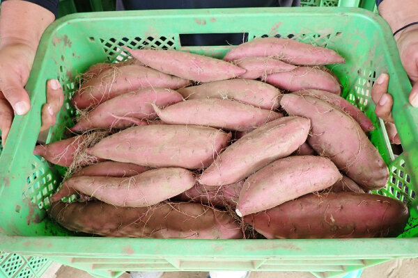 選別作業を終え、貯蔵する前のサツマイモ