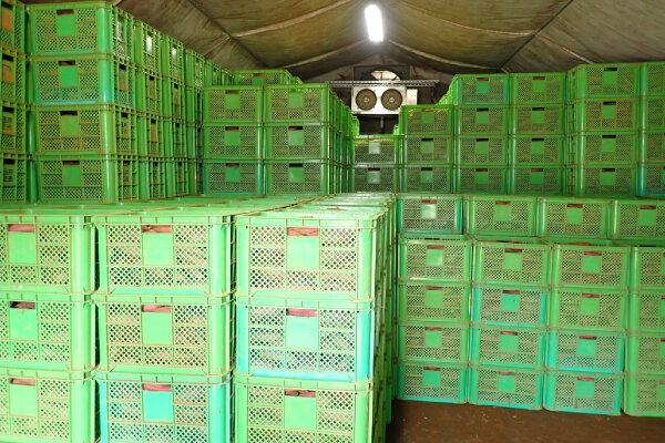 貯蔵庫の中は13～14度くらいの温度にして寝かせます