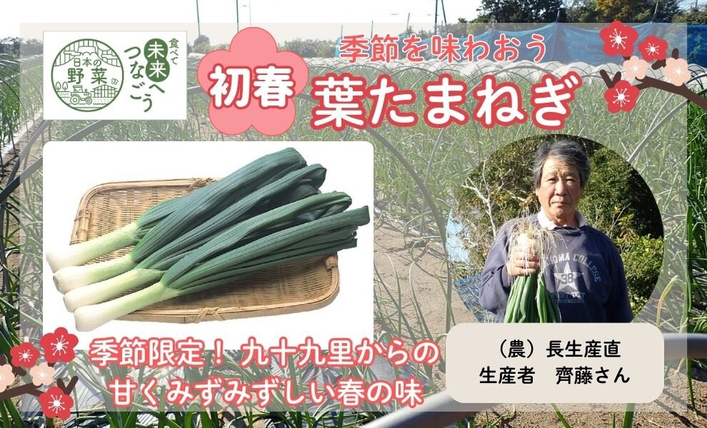 【食育】千葉県の生産者が育てた自慢の野菜を紹介！葉たまねぎ