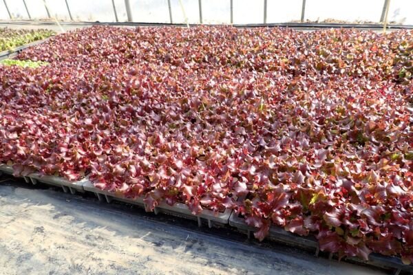 赤く変化したサニーレタス