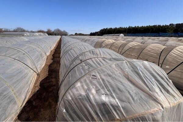 ビニールがかかった畑の様子