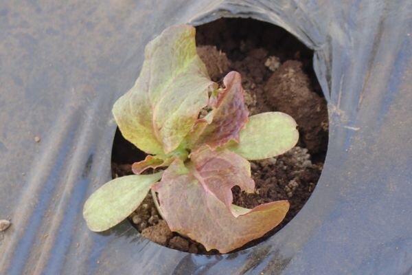 トンネルから顔を出すサニーレタス