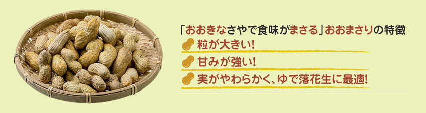 「おおきなさやで食味がまさる」おおまさりの特徴　①粒が大きい！　②甘味が強い！　③実が柔らかく、ゆで落花生に最適！