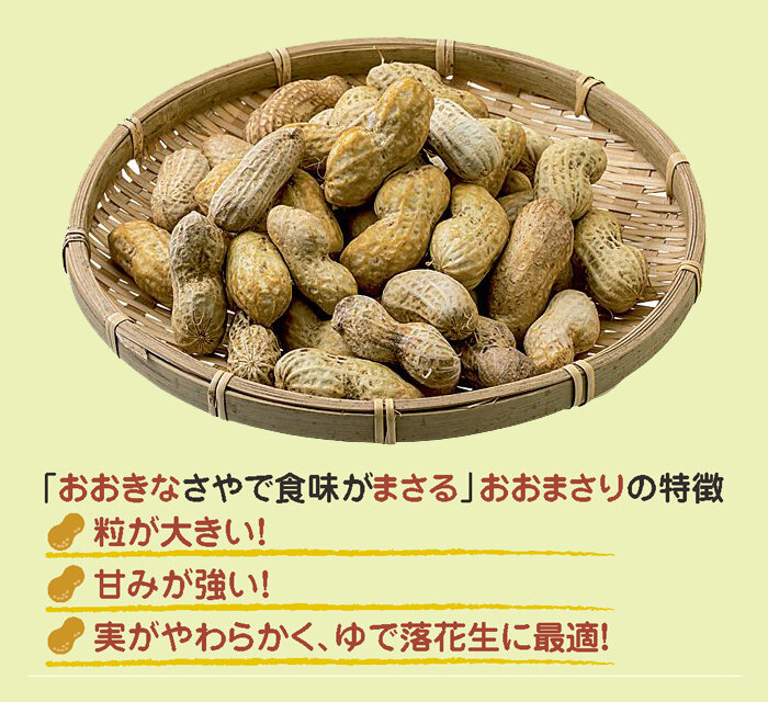 「おおきなさやで食味がまさる」おおまさりの特徴　①粒が大きい！　②甘味が強い！　③実が柔らかく、ゆで落花生に最適！