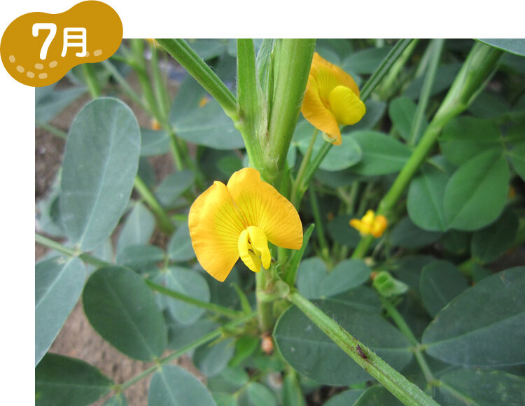 7月 落花生の花の写真