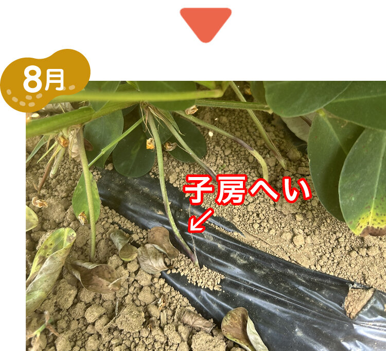 子房へいと実の写真