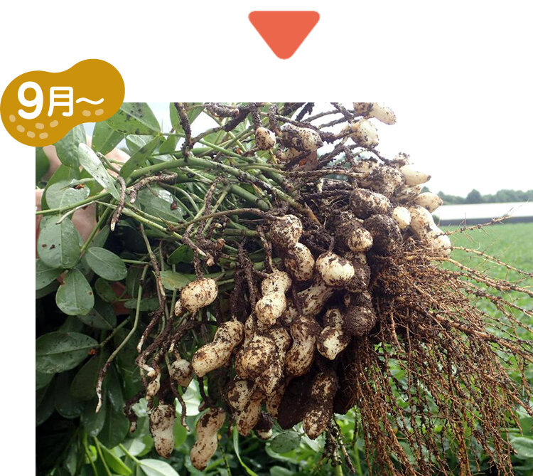 9月 収穫した落花生