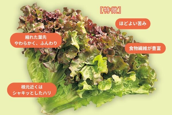 サニーレタスとは