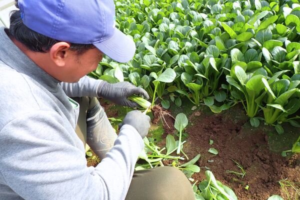 ハウスでの収穫の様子。収穫は1株1株すべて手作業で行います。
