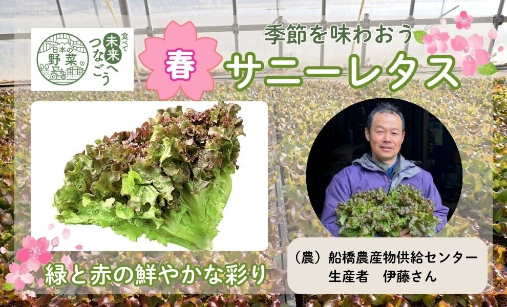 【食育】千葉県の生産者が育てた自慢の野菜を紹介！サニーレタス