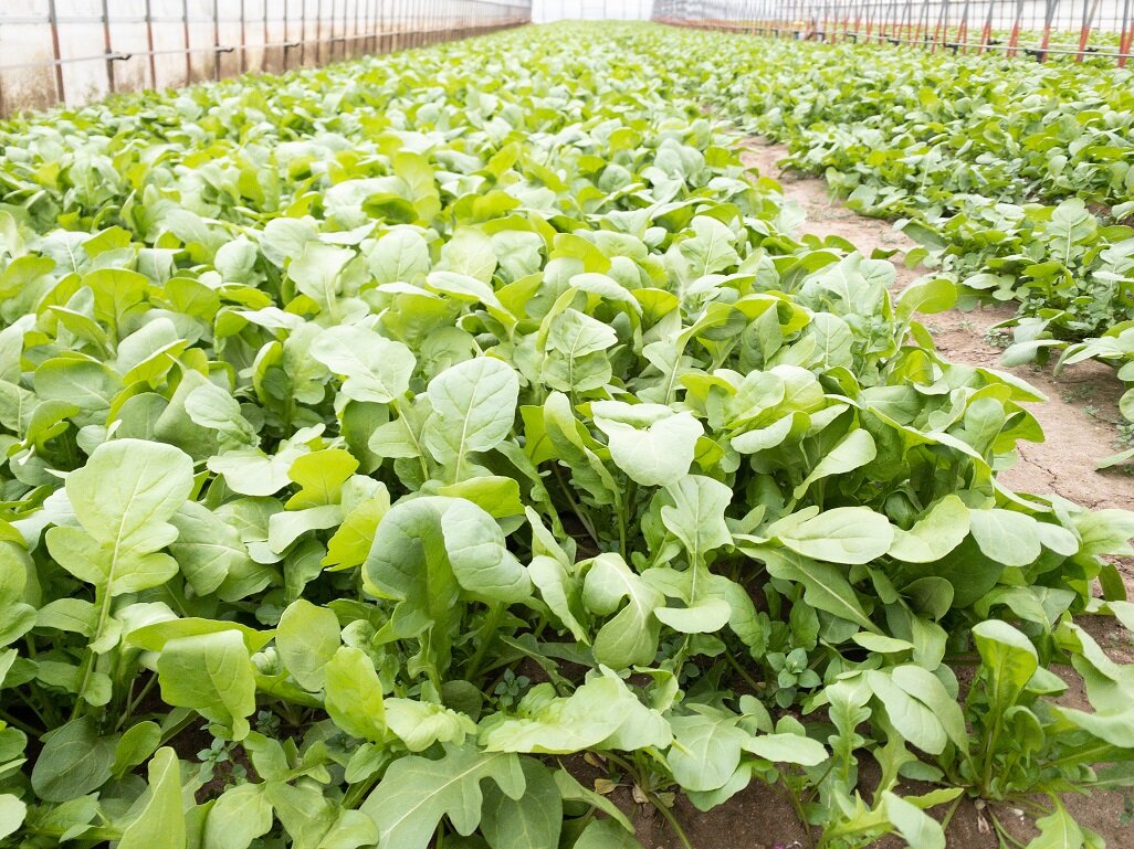 食育 千葉県の生産者が育てたおいしい野菜を食べよう 1 ルッコラ ニラ コープデリグループのサステナビリティサイト コープデリ連合会