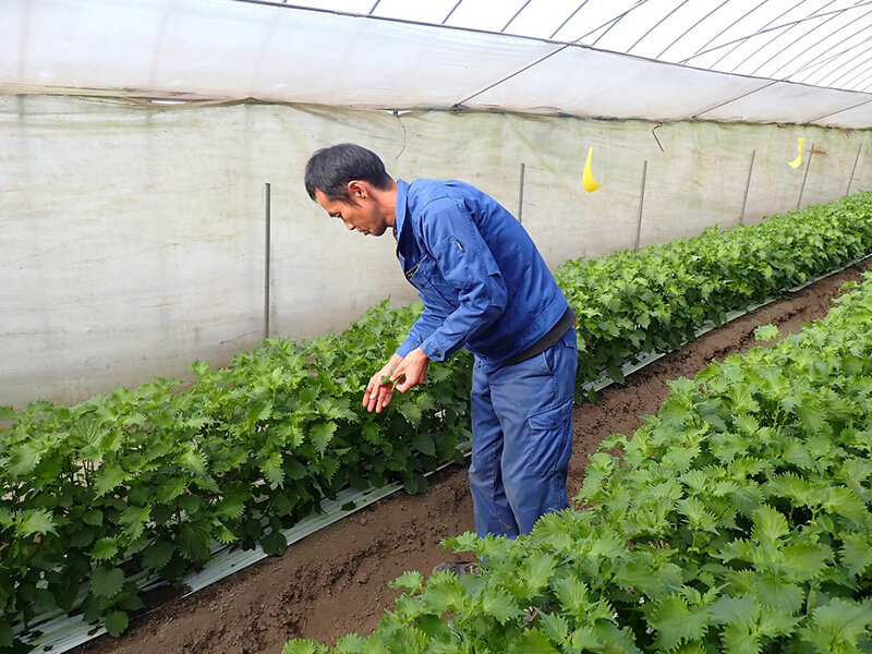 畝を見回る中川さん