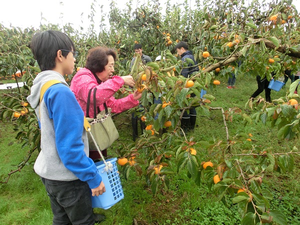 柿を収穫している様子の写真
