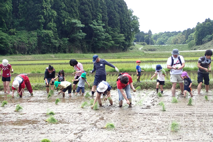 田植えの様子