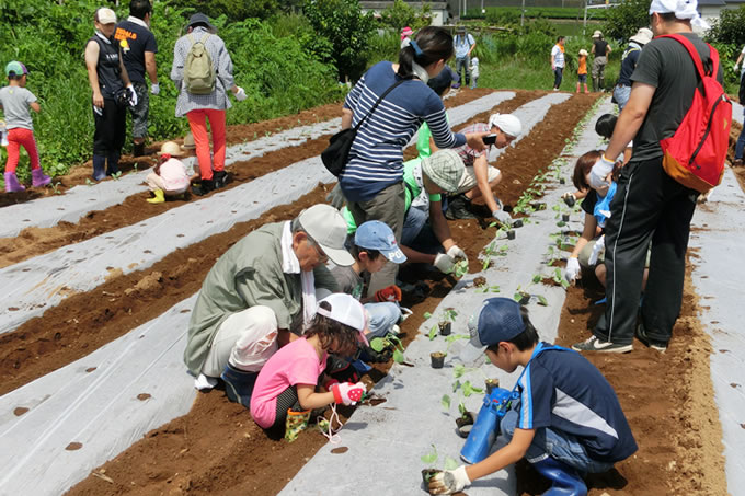 秋野菜の植え付けの様子