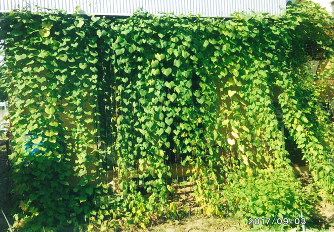 夏の休日 葉好 緑さんの応募写真