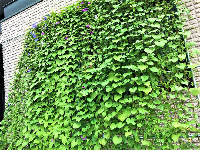 癒しのカーテン 笑う角には福来たるさんの応募写真
