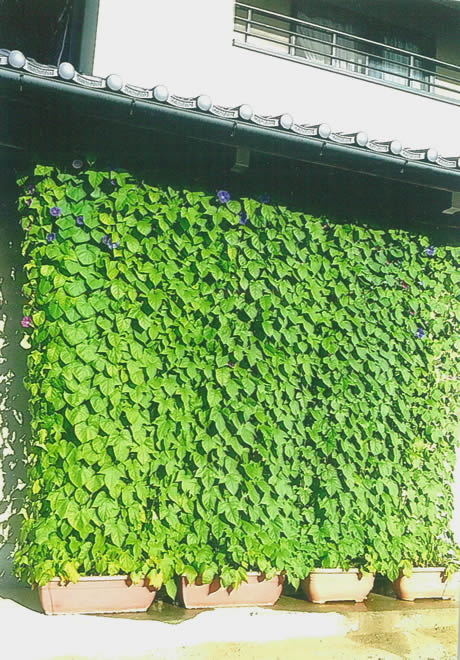 窓いっぱいの緑のカーテン N.Mさんの応募写真