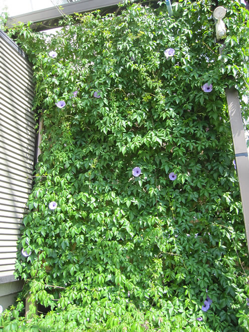 挿し芽から さざえさんの応募写真