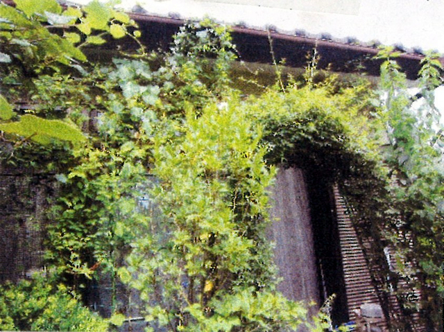 プラントさんさん(宇都宮市)のグリーンカーテン写真