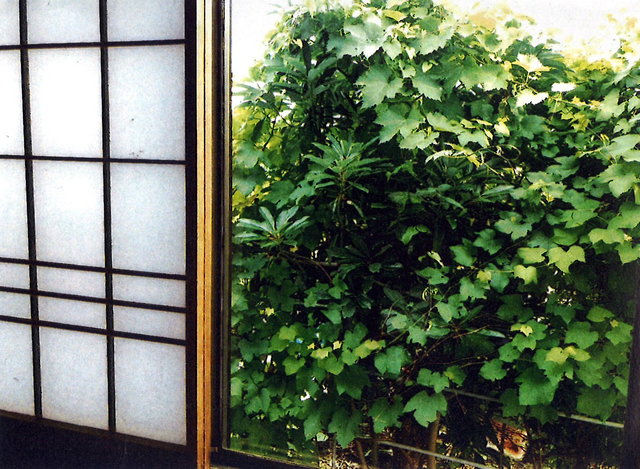 K・Aさん(鹿沼市)のグリーンカーテン写真