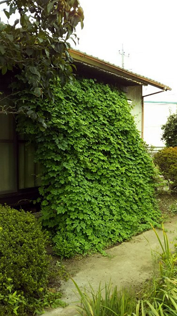 若作りおばさんさん(小山市)のグリーンカーテン写真