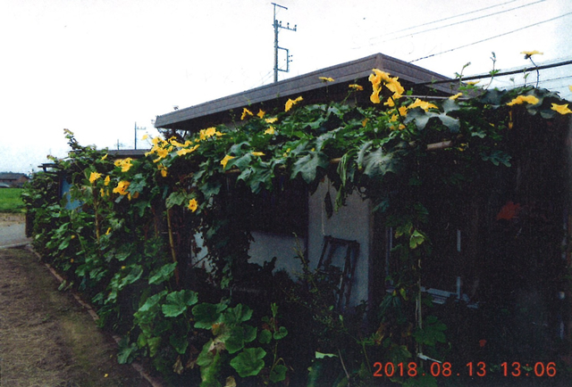 ゆっちゃんさん(下野市)のグリーンカーテン写真