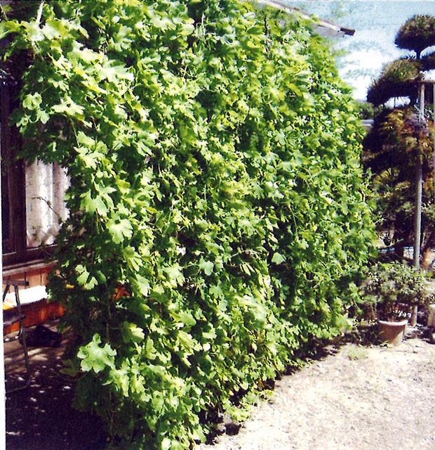 H・Dさん(足利市)のグリーンカーテン写真