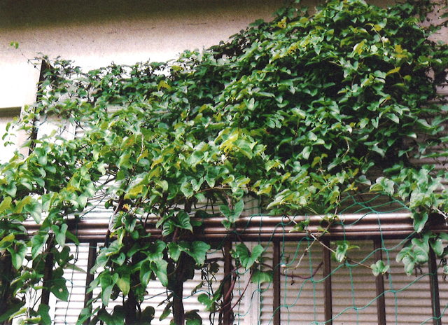 M・Ⅰさん(那須町)のグリーンカーテン写真