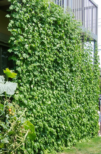 くまぽんさん(小山市)のグリーンカーテン写真