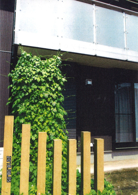 かえでのママさん(さくら市)のグリーンカーテン写真