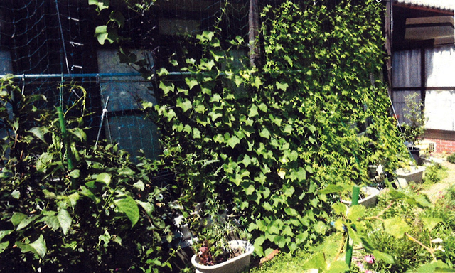 K・Sさん(宇都宮市)のグリーンカーテン写真