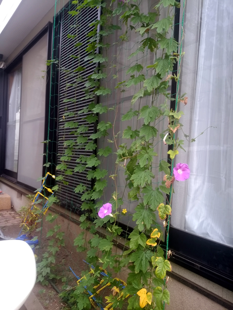 こうかさん(宇都宮市)のグリーンカーテン写真