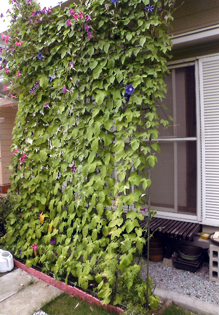 のべさんさん(野木町)のグリーンカーテン写真